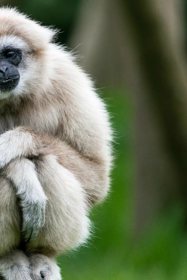Милый белый гиббон