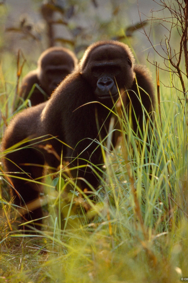Гориллы прячутся в траве