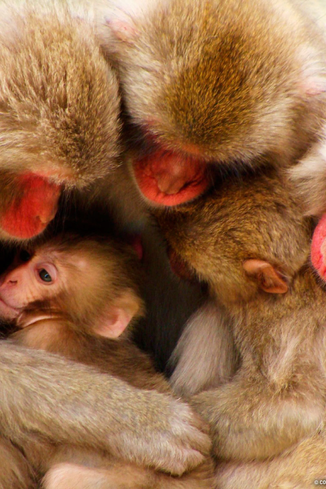 Дружная семья обезьян