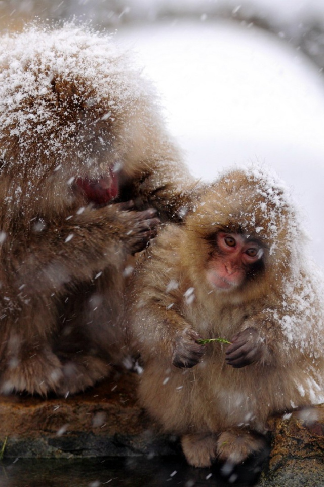 Японские макаки на снегу
