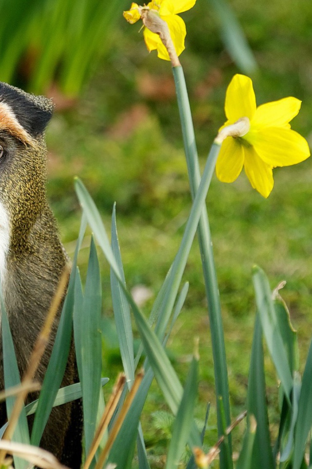 Обезьяна среди цветов