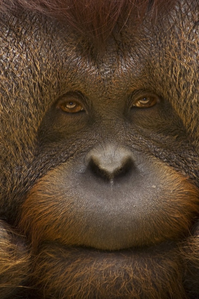 Грустное лицо орангутанга