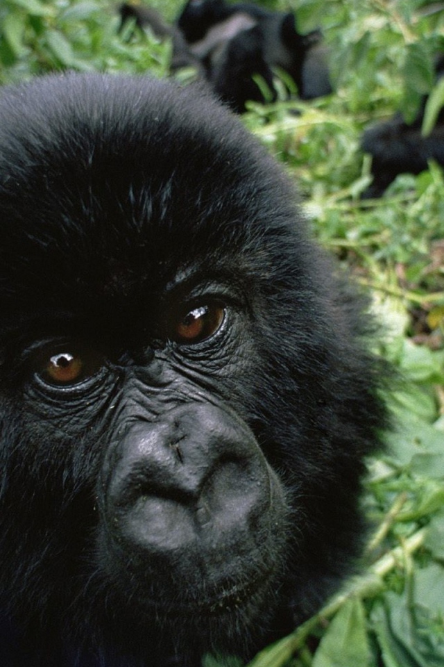 Черная обезьяна среди зарослей