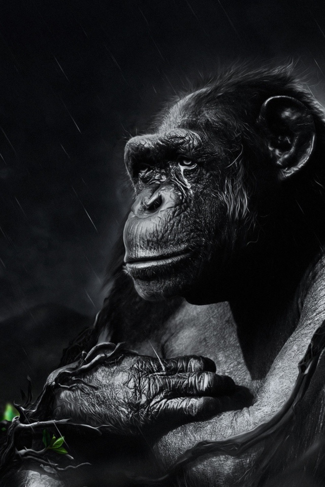 Черная обезьяна под ночным дождем