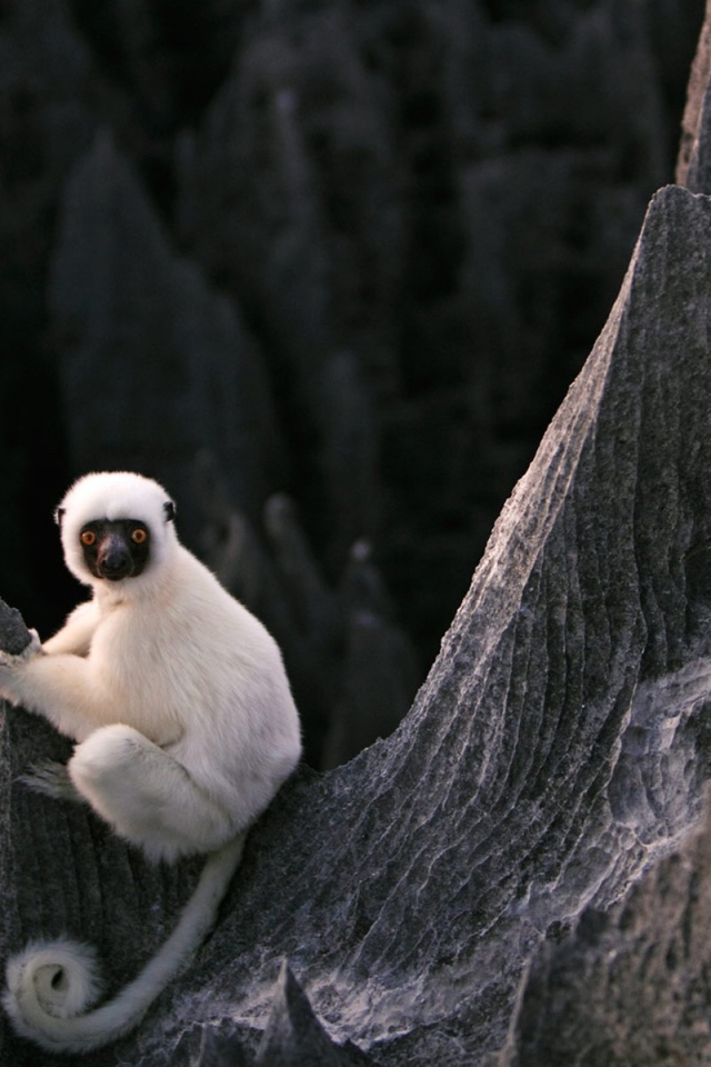 Белая обезьяна на скалах на Мадагаскаре