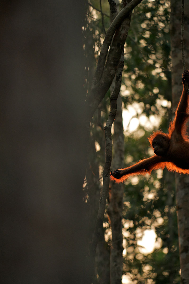 Обезьяна акробат