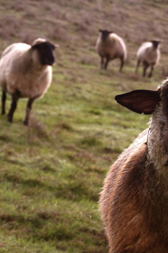 Несколько овец на пастбище