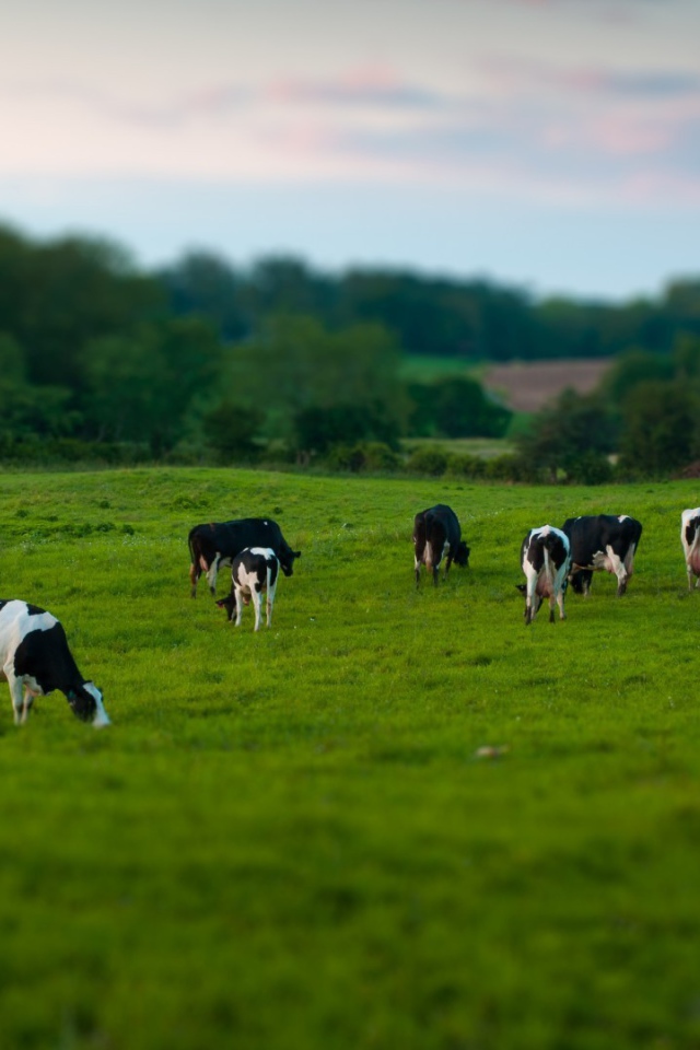 Стадо коров на пастбище
