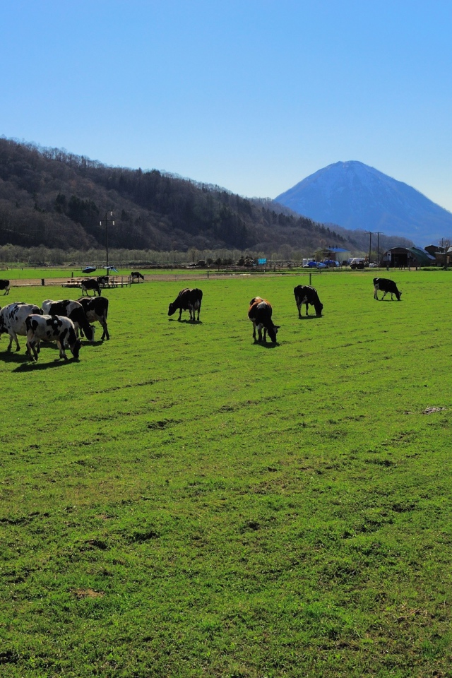 Стадо коров на ухоженном пастбище