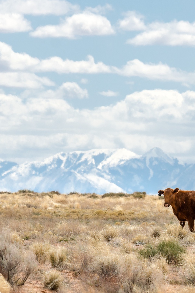 Коричневая корова на горном пастбище