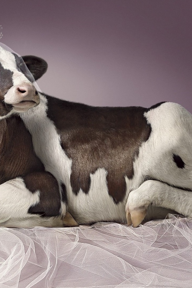 Корова в роли невесты