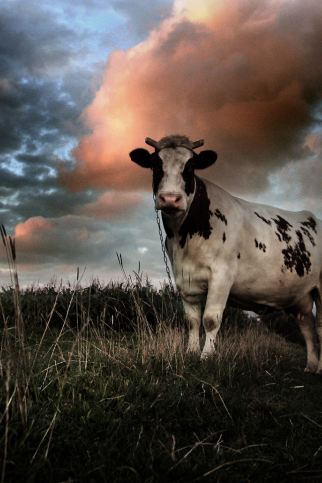 Корова на цепи