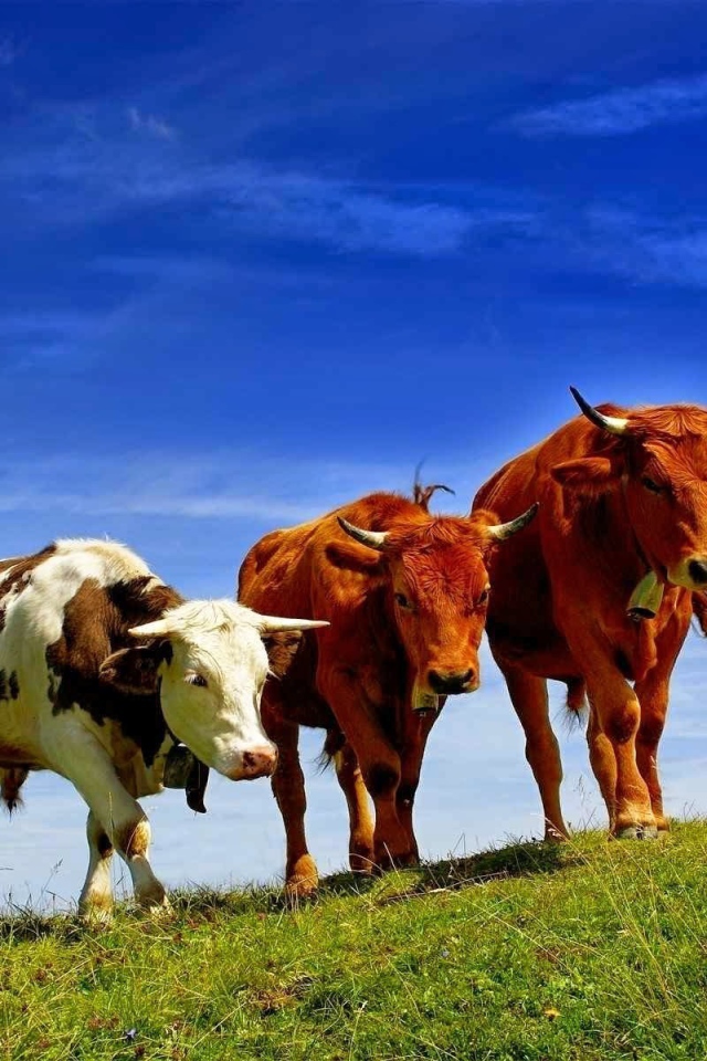 Коровы разных пород на поле