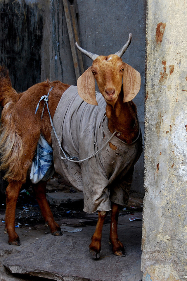 Goat in clothes