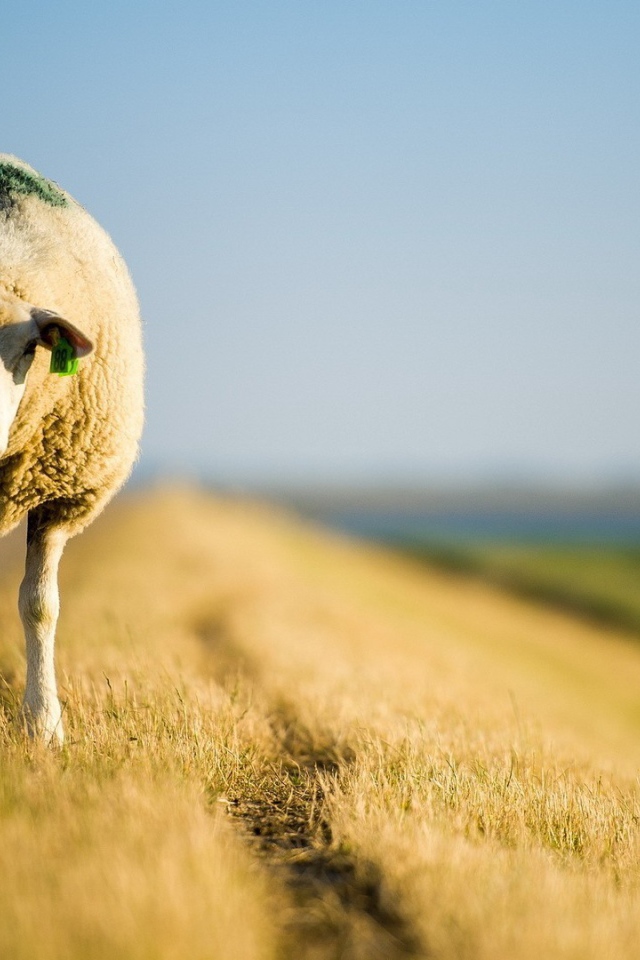 Овечка стоит на обочине дороги