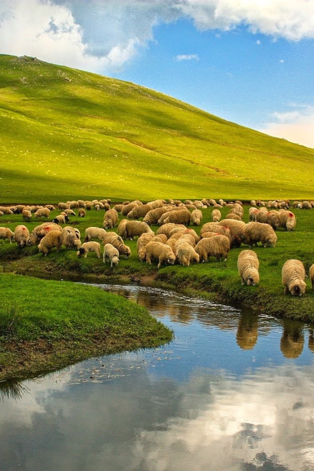 Овцы на пастбище у реки