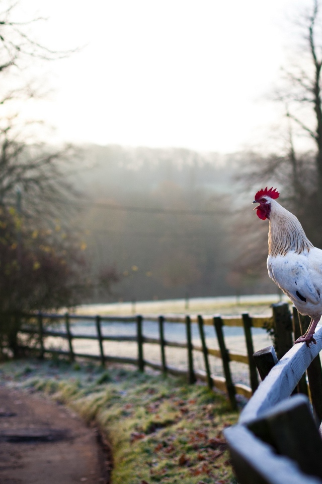 Белый петух на заборе