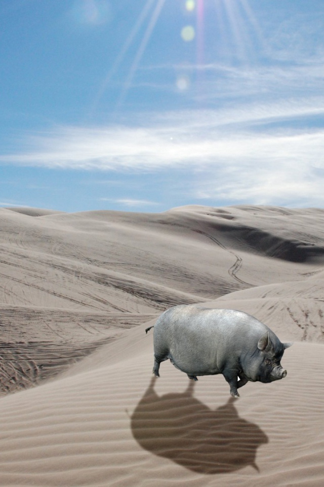 Серая свинья в пустыне