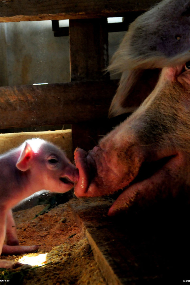 Свинья и поросенок