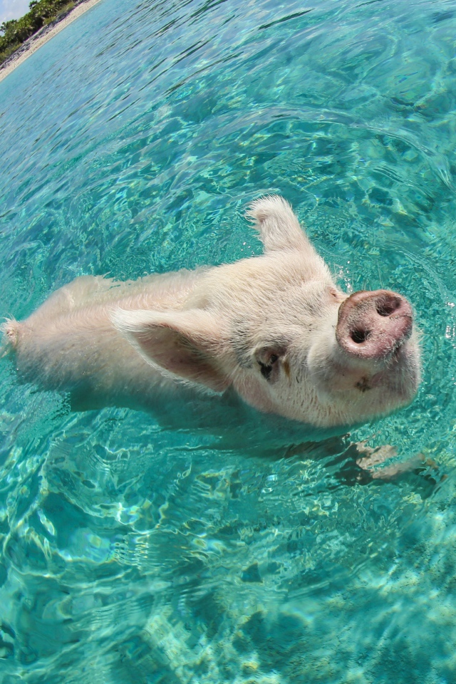 Свинья в море