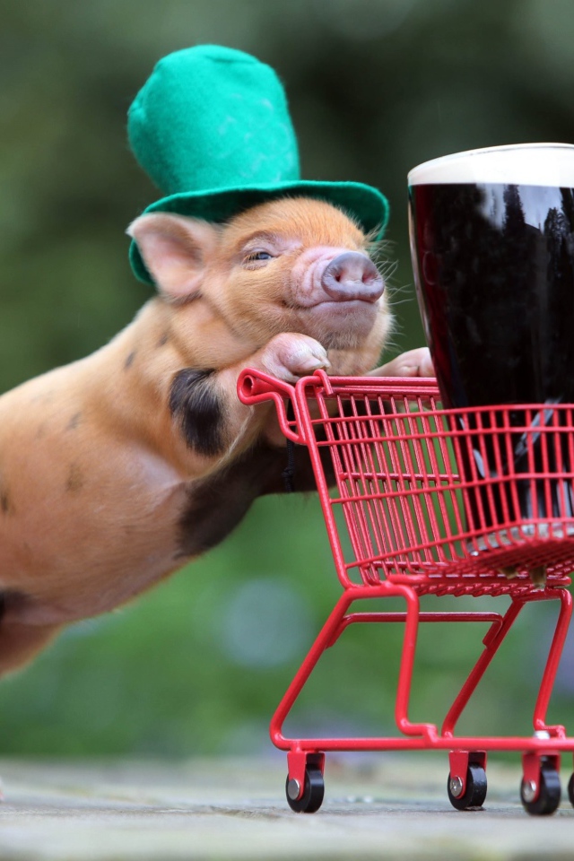 Дрессированная свинья везет корзинку