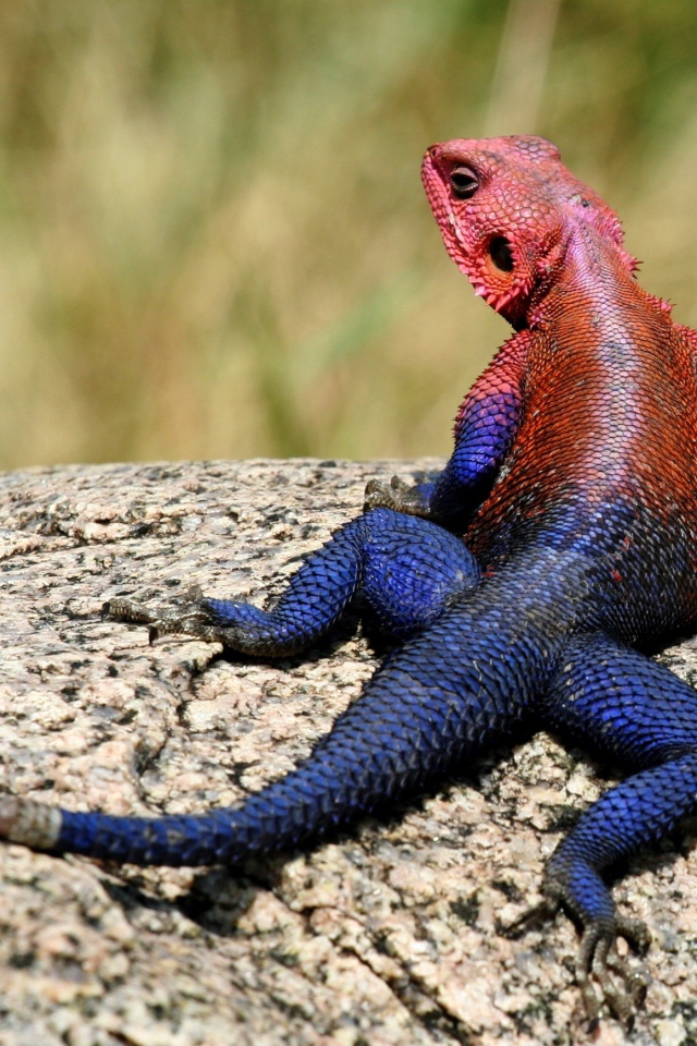 Ящерица с синим хвостом