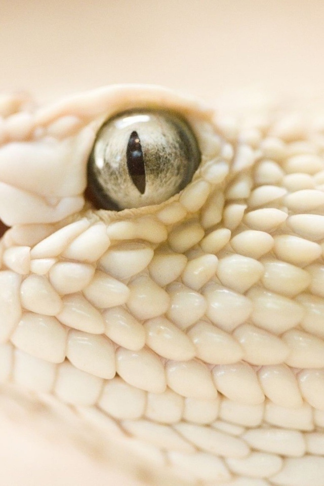 Змея альбинос на белом фоне