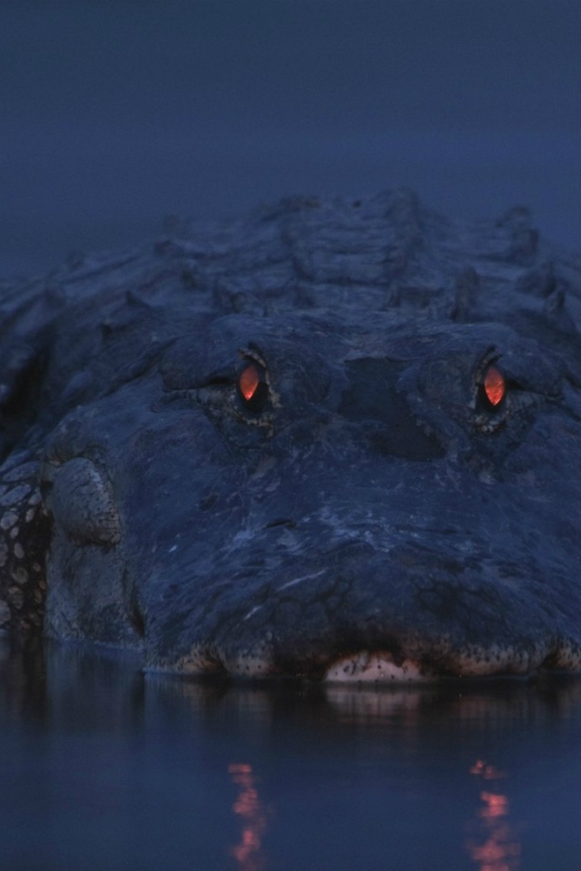 Аллигатор на берегу реки Мьякка