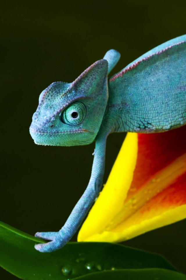 Синий хамелеон