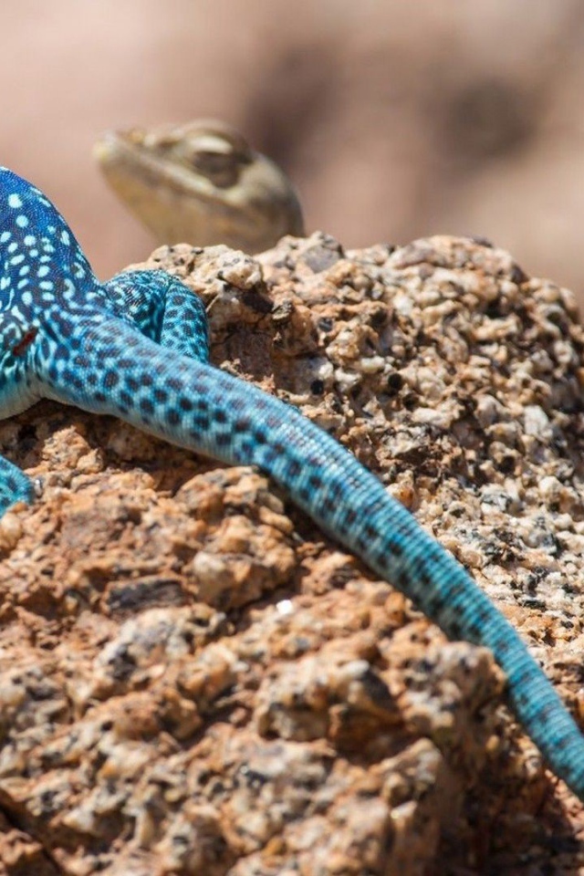 Голубая ящерица на камне