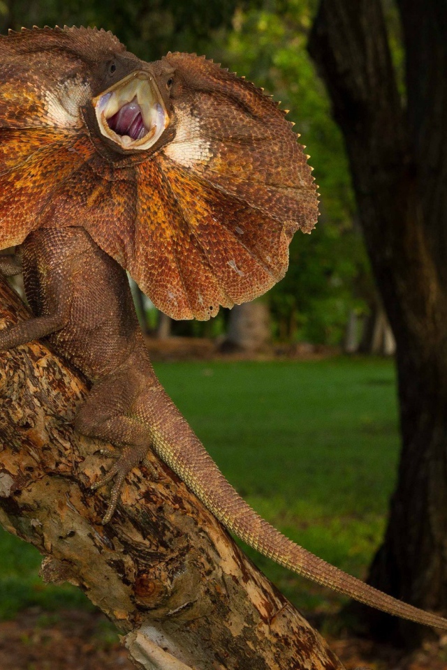 Ящерица с воротником на дереве