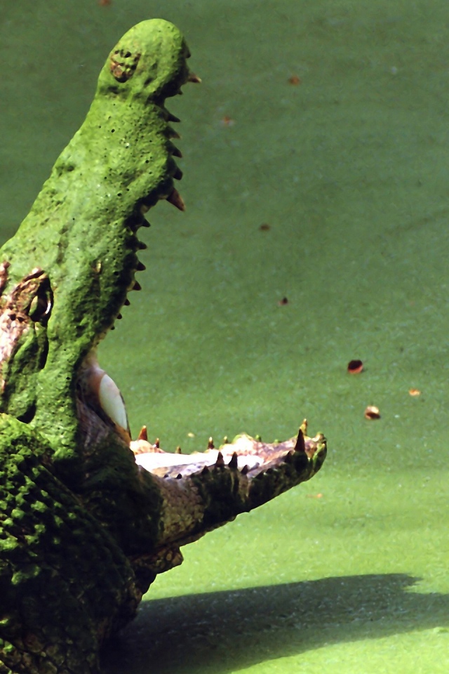 Крокодил на болоте