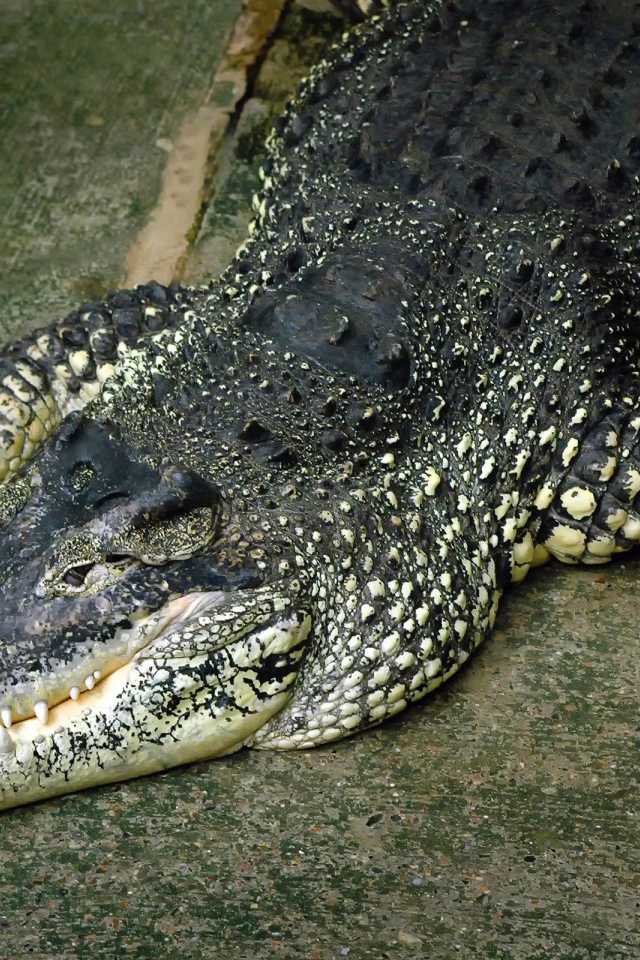 Крокодил лежит на полу