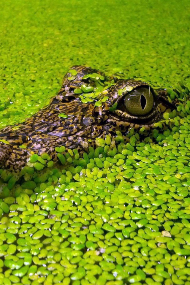 Крокодил маскируется в водных растениях