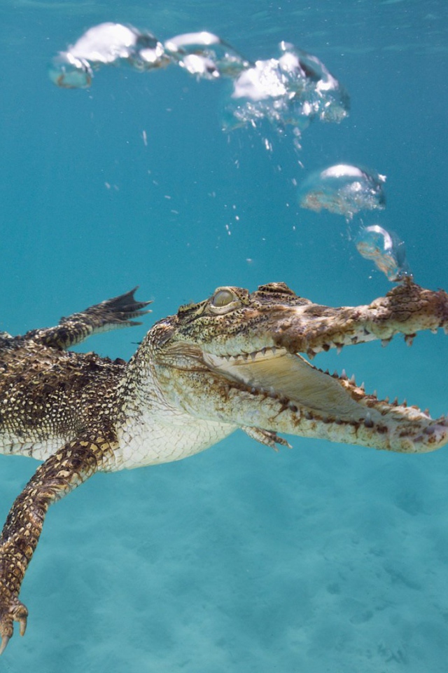 Крокодил плывет под водой