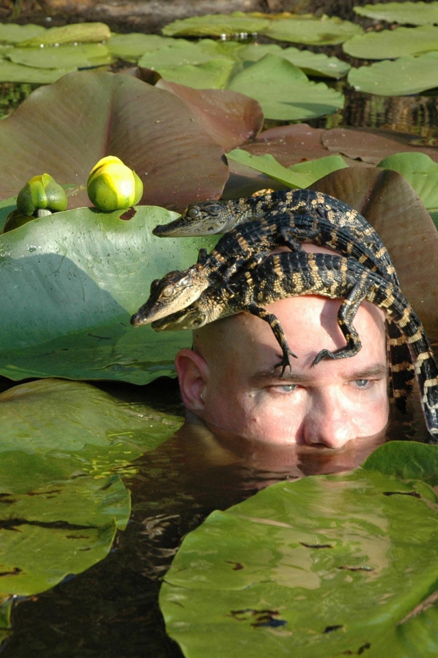 Крокодилы на голове человека