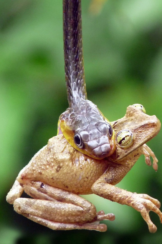 Лягушка стала добычей