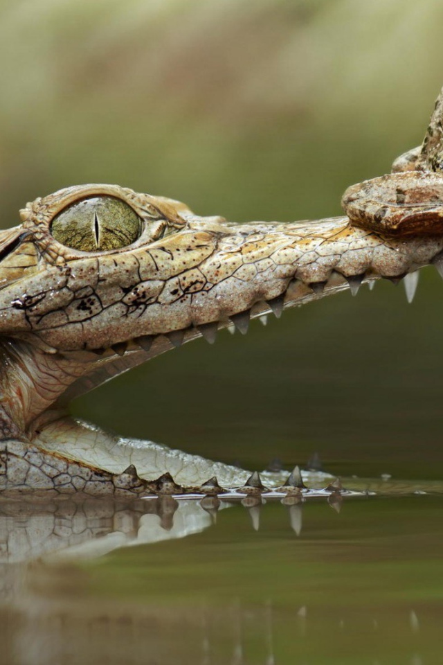 Лягушка на крокодиле
