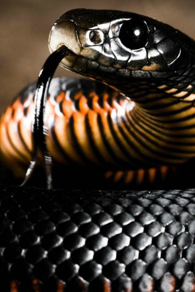 Черная блестящая змея