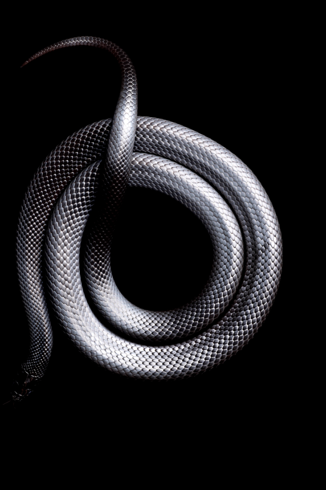 Серая змея свернулась кольцом на черном фоне