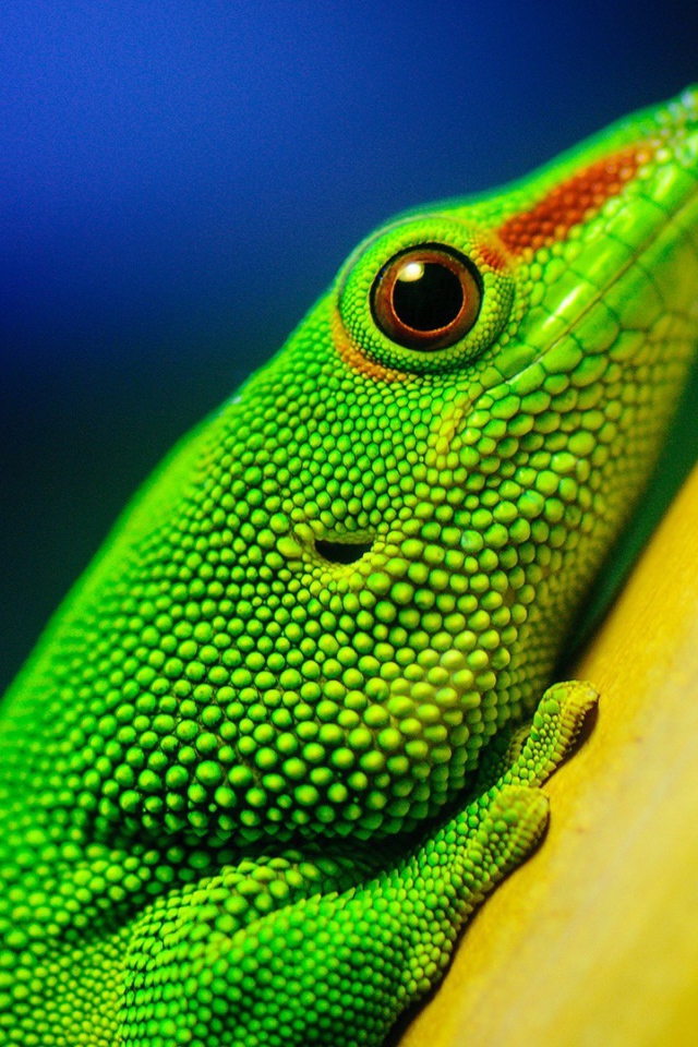 Зеленая ящерица на желтом столбе