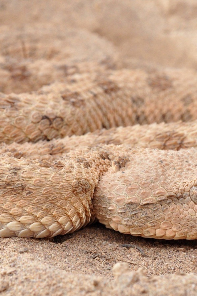 Змея рогатая гадюка