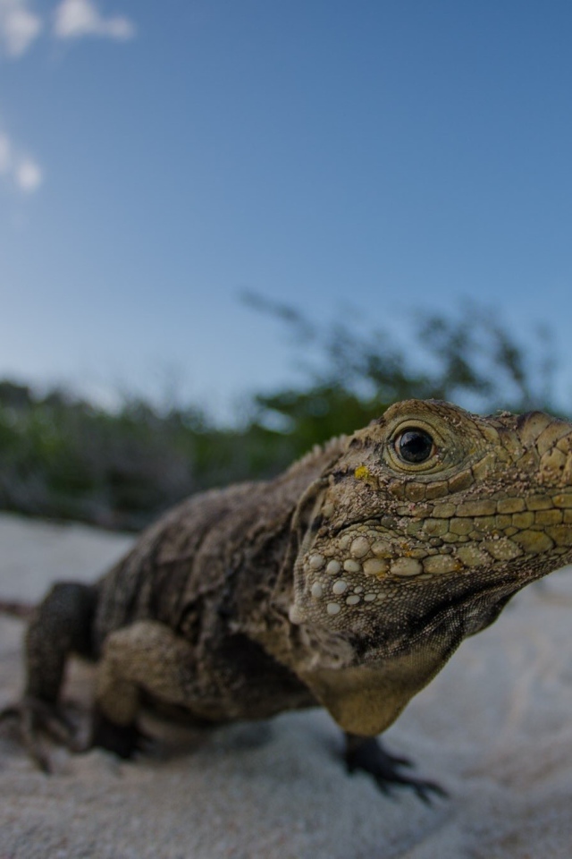 Ящерица на песке пляжа