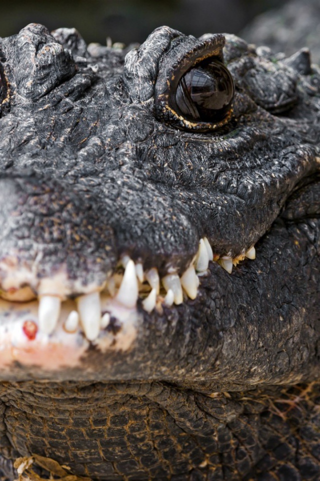 Зубы нильского крокодила