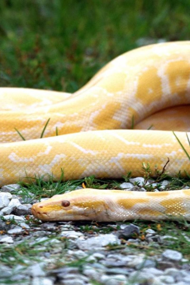 Оранжевая змея с белыми полосками