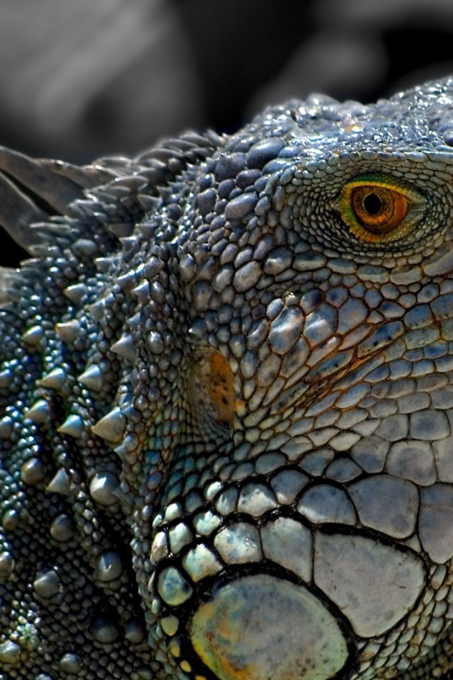 Обыкновенная серая игуана