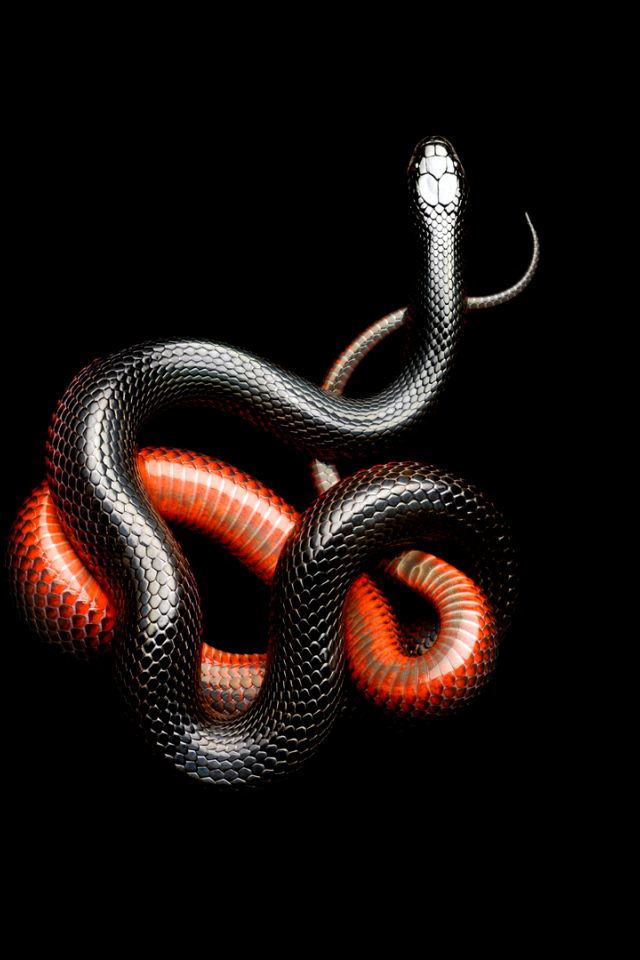 Красно черная змея на черном фоне