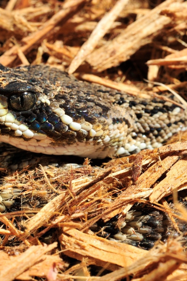 Змея в опилках