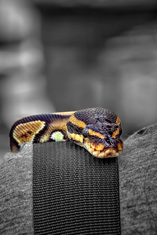 Змея на плече