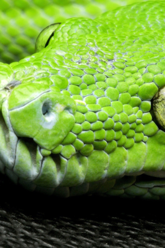 Голова зеленой змеи на черной поверхности